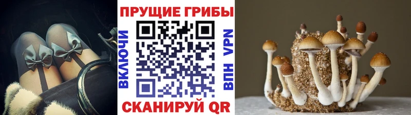Псилоцибиновые грибы GOLDEN TEACHER как найти закладки Новое Девяткино